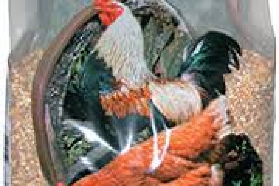 CAMPEIRO