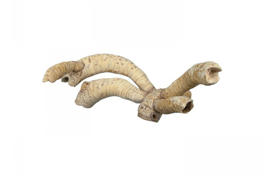 RAMA PARA REPTILES